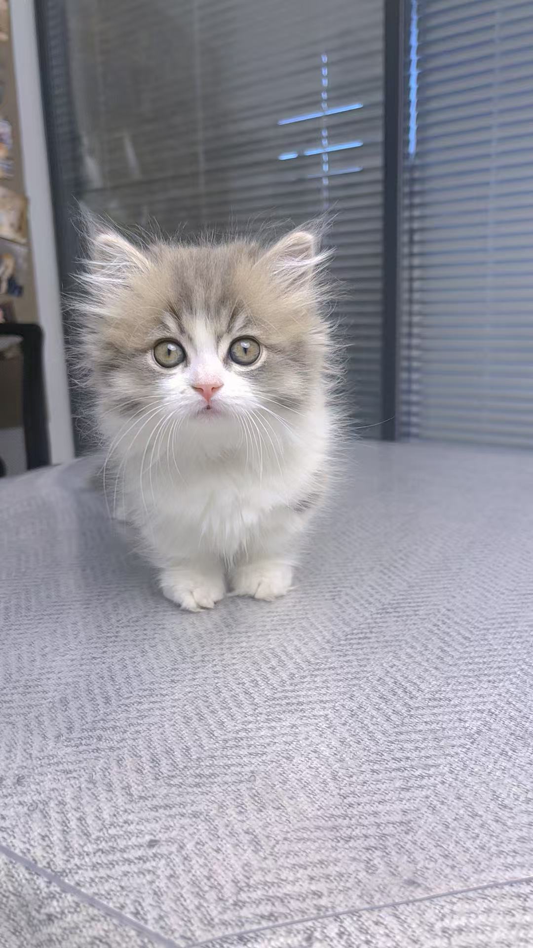 蓝金加白拿破仑